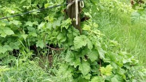 Тайберри и Логанберри июнь под Гатчиной