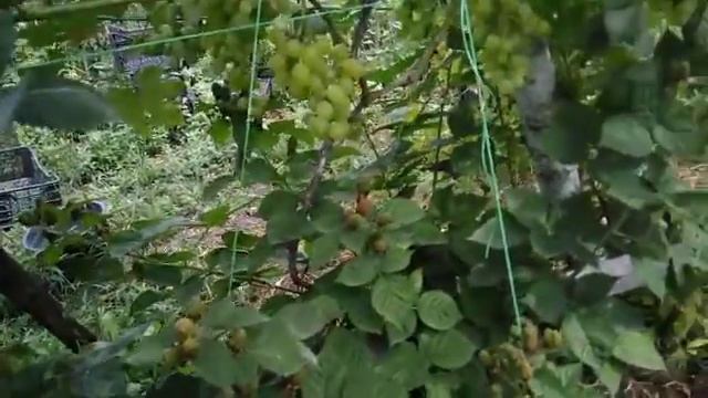 Ежевика Блэк Джем.Четырёхярусная шпалера. смотреть онлайн