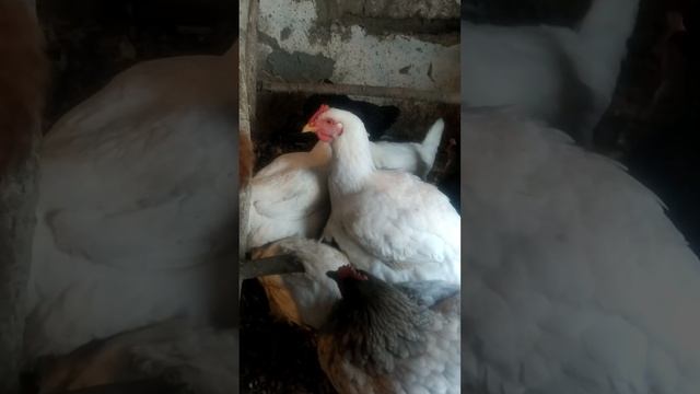 куры бройлеры. несут яйца или нет?