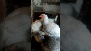 куры бройлеры. несут яйца или нет?