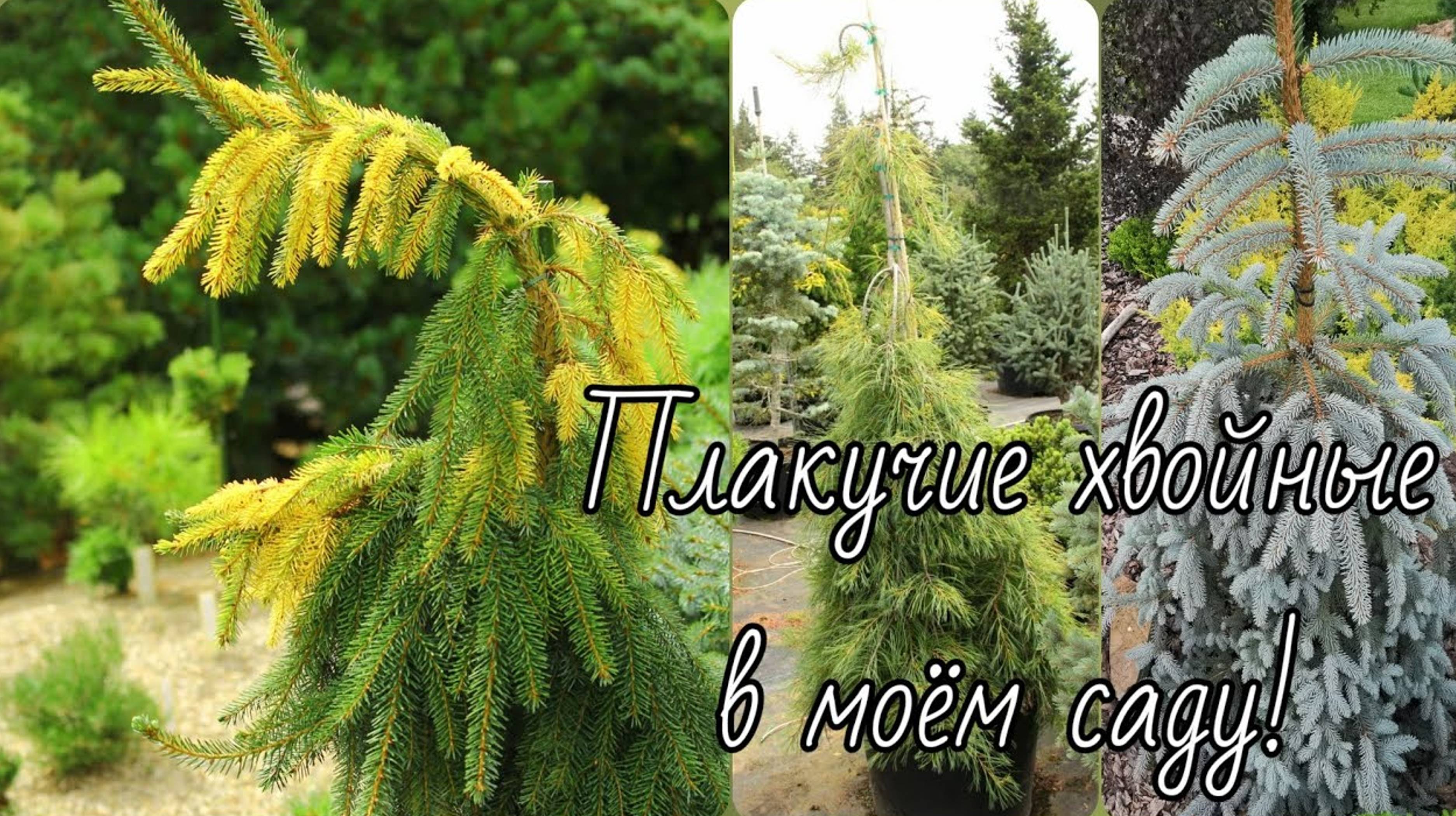 Мечтательница хвойные