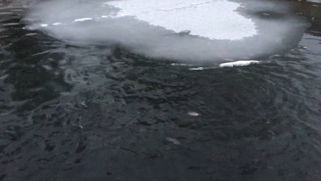 Как ведёт себя Форель в пруду. Зимовка. Как кормить форель зимой