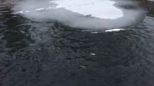 Как ведёт себя Форель в пруду. Зимовка. Как кормить форель зимой