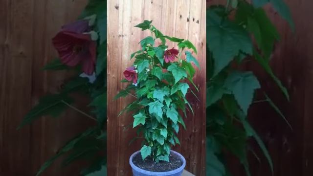 Абутилон кустовой "Горыныч" смотреть онлайн