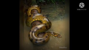 Anaconda vs Python|कोन जीत गा |