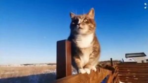 МЯУКАНЬЕ КОШЕК И КОТЯТ Приятные звуки для кошек