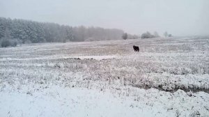 Дворняга на охоте.