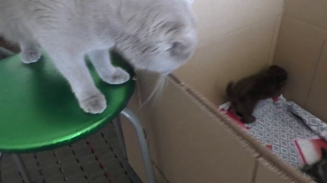 Как приучить котенка ходить в лоток. Из личного опыта приучаем котят к туалету. смотреть онлайн