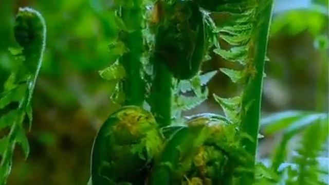 Биолог снял, как распускается папоротник в Новосибирске смотреть онлайн