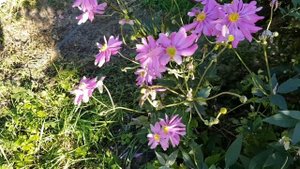 Как спланировать цветник непрерывного цветения в тени? Эффектное лиловое цветение весь сезон