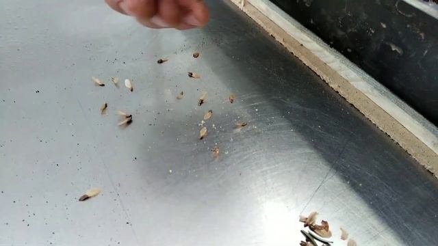 Как собрать семена ЕЛИ ГОЛУБОЙ? ПОСЕВ,проверенный годами!