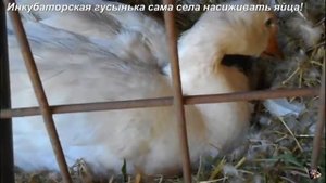 Инкубаторская гусынька сама села насиживать яйца!