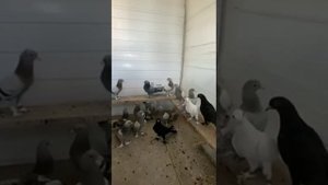 СОДЕРЖАНИЕ ГОЛУБИ У АНДРЕЙ ФЕДЕРЕНКО ((ОМСК))