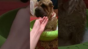 Купаем шарпея Нюшу