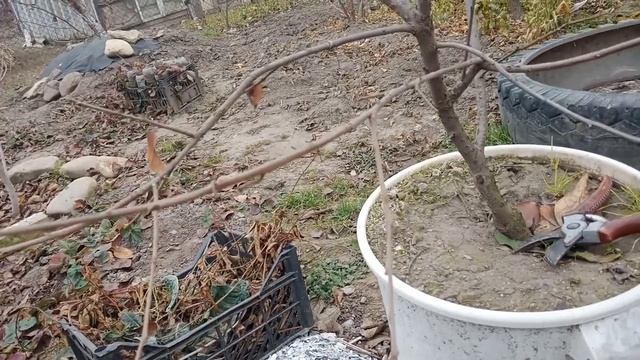 18.11.2021. Кушаем хурму Восточную прямо с дерева. смотреть онлайн