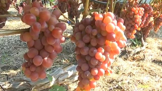 Дачные советы Галины Старосельцевой Сентябрь 17-2020 смотреть онлайн