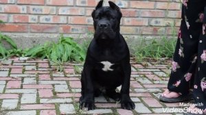 супер парень Кане Корсо??щенок Кане Корсо, 4 месяца,ЮБК КЕННЕЛ?