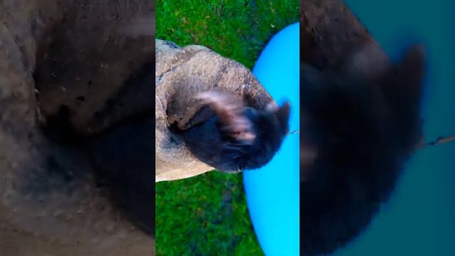 Крот на даче VS домашнего кота смотреть онлайн