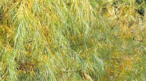 Ива в дизайне сада