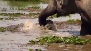 Индийский слон – национальное историческое наследие Индии