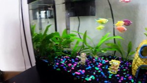 Aquarium Яркие Цветные рыбки в моем аквариуме!!!