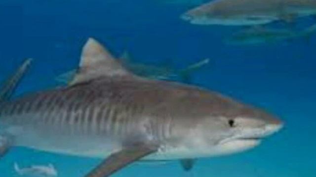 Tiger shark