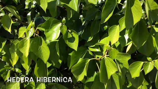Hedera hibernica. Garden Center online Costa Brava - Girona. смотреть онлайн