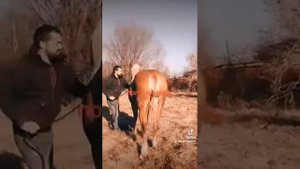 цыганские лошади.