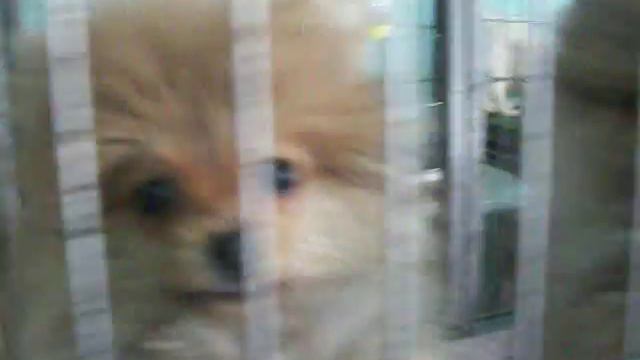 Dog Shop в Китае Lianyungang 2010 смотреть онлайн