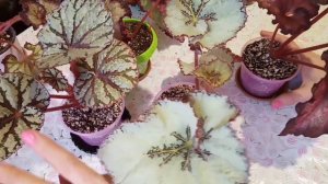 Бегонии в домашних условиях : Уход и Размножение! Мой опыт.