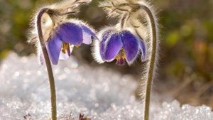 "Фундамент" Раскрытия