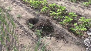 Высаживаю мои корнесобственные саженцы яблонек на постоянное место