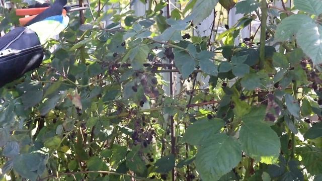 Уход за ежевикой осенью: обрезка и подготовка к зиме смотреть онлайн