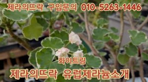 #유럽제라늄#화이트링#마담티보