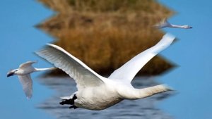 Лебеди летят