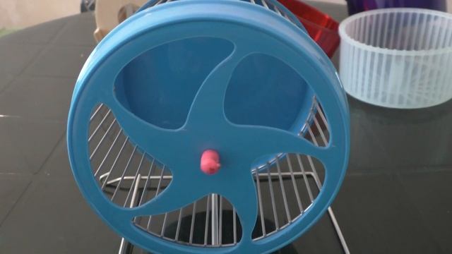 ХОМКИ. Беговое колесо для сирийского хомяка. Позор производителям смотреть онлайн