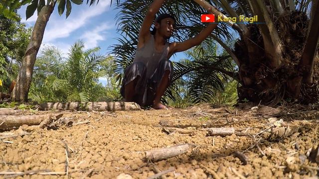 How to palm oil harvesting low trees for beginners Part 2
