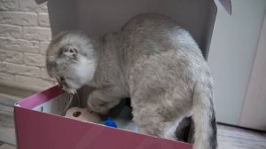 ЗЛОЙ РЕБЁНОК В ЖЕЛТОМ В РЕАЛЬНОЙ ЖИЗНИ | МЫ УСЫНОВИЛИ ОПАСНОГО МАЛЫША