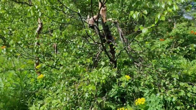 на патриоте в приисковый, на ивановские озера смотреть онлайн