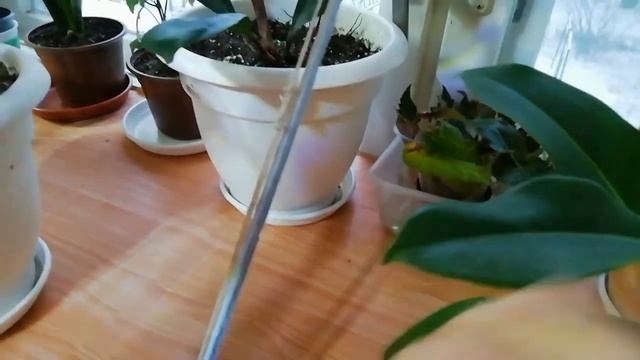 Обзор комнатных растений на моем окне. Часть 1. смотреть онлайн