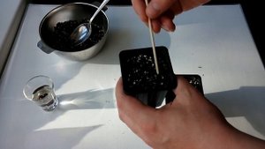 Как вырастить Финик Канарский из семян (часть 1)