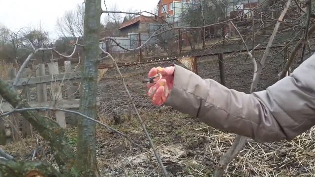Слива Опрыскивание сливы в марте