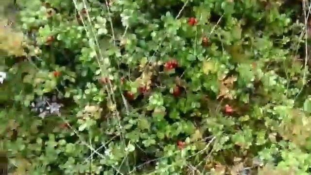 Сбор брусники в Швеции смотреть онлайн