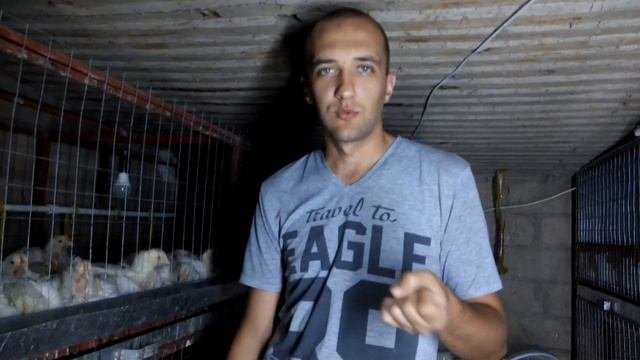 Бройлеры,круглый год! Полезная информация