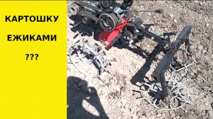 Боронуем картошку ежиками.