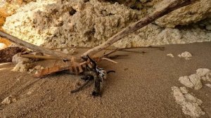 24 ЧАСА ВЫЖИВАНИЕ В ЛЕСУ С ТОВАРАМИ ALIEXPRESS. БЕЗ ЕДЫ И ВОДЫ [4K]