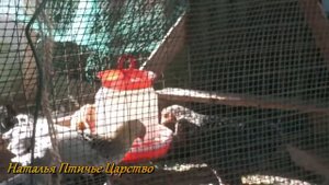 Цыплята Гриз Бар,третье поколение
