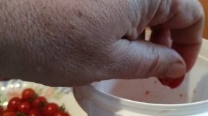 Как собрать семена помидоров Черри