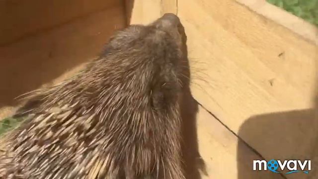 Как я поймал ежика!!!