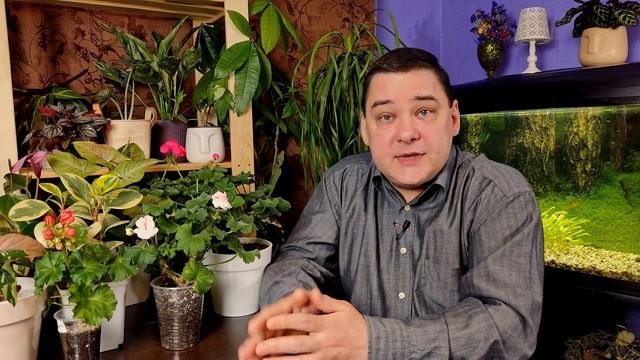 Как спасти залитое растение. Пошаговая инструкция